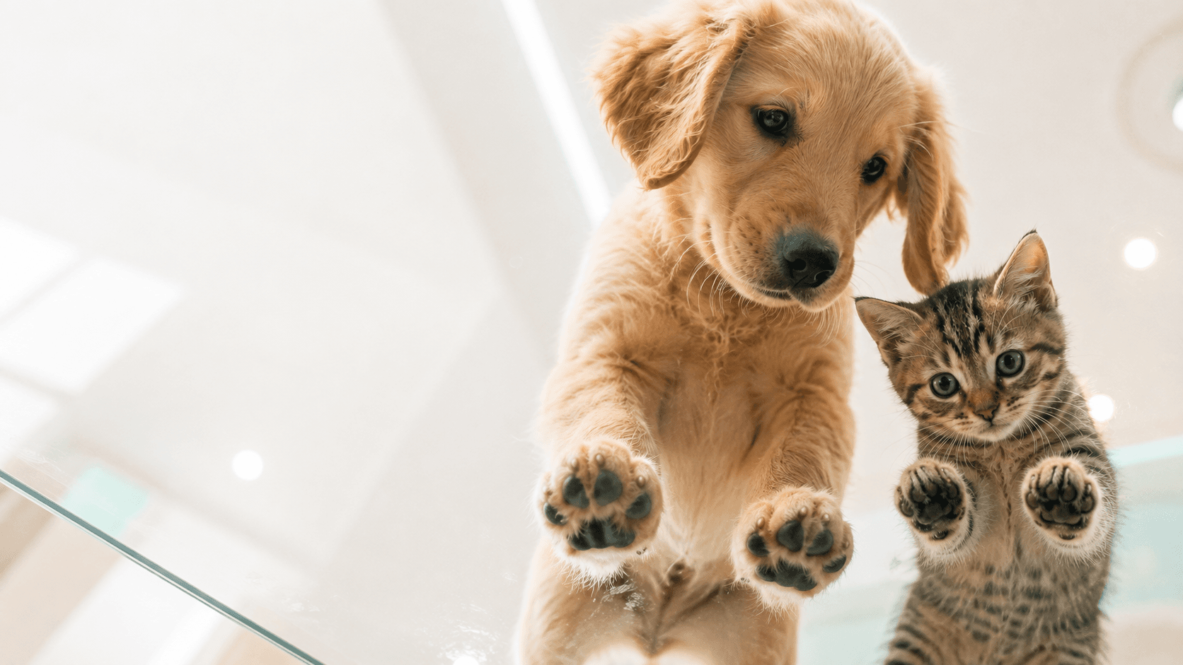 Filhote de cachorro e filhote de gato brincando sobre uma superfície de vidro